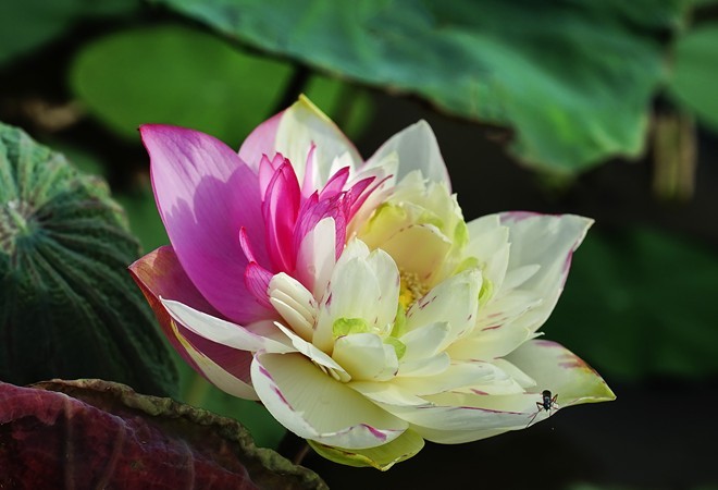 Colourful lotus pond in the suburbs of Hanoi - ảnh 4